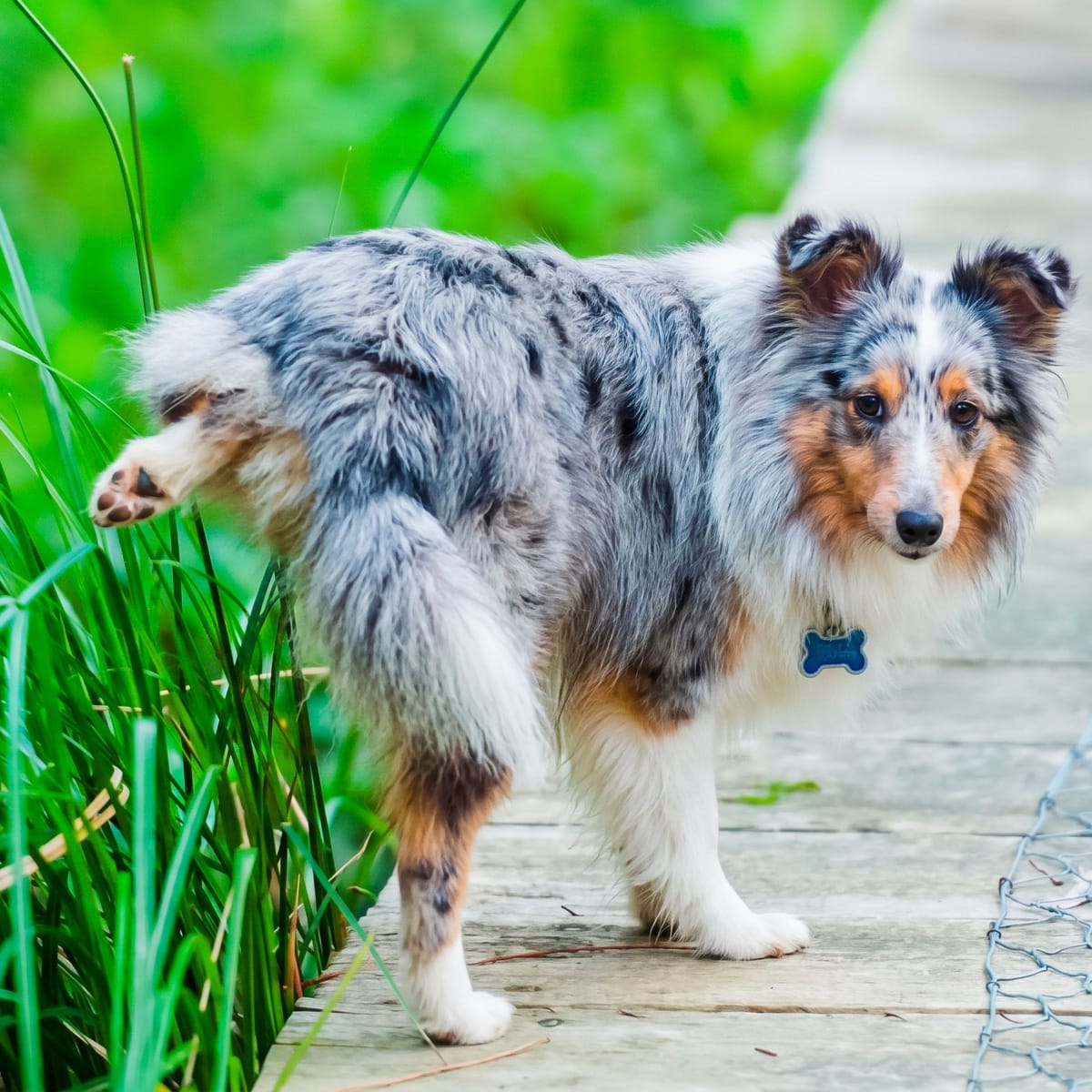 น้องหมา Shetland Sheepdog ยกขาฉี่มาร์กอาณาเขตที่พงหญ้าริมทางเดิน ภาพประกอบเรื่องพฤติกรรม marking ในหมาตัวผู้