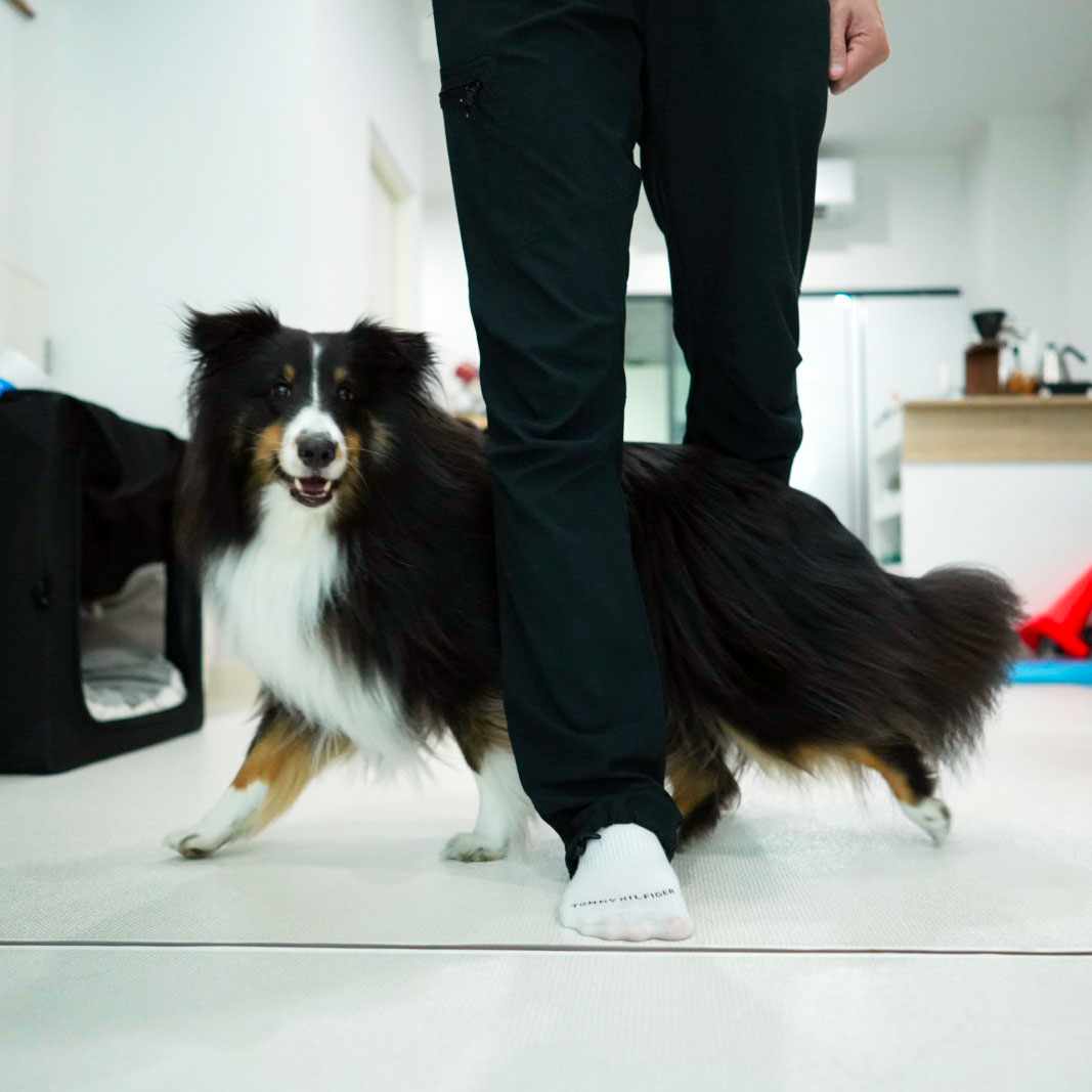 มอมแมม สุนัขพันธุ์เชลตี้ กำลังเดินลอดขา leg weave ท่าพื้นฐานของ Dog Freestyle Dance ในบ้าน