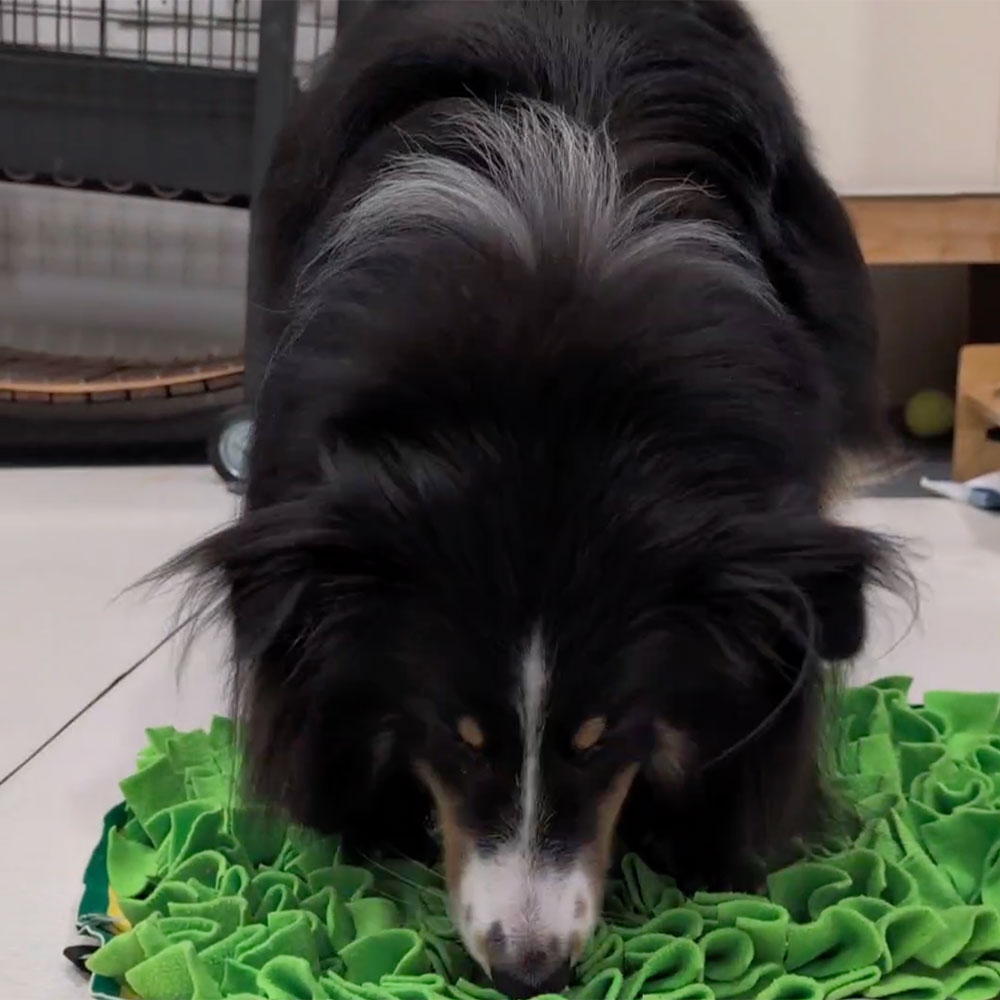 มอมแมม สุนัขพันธุ์เชลตี้ ใช้จมูกดุนหาขนมในพรมดมกลิ่น (snuffle mat) กิจกรรมฝึกหมาให้สงบและได้ใช้สมอง